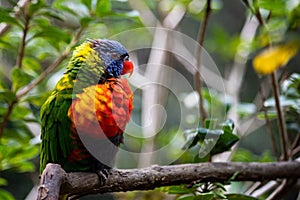 Colorful loriini parrot perched on a green tree branch