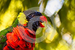 A colorful lorikeet.