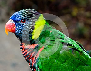 Colorful Lorikeet Bird