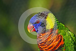 Colorful Lorikeet Bird Closeup