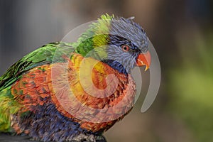 Colorato pappagallo uccello ritratto 