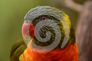 Colorful Lorikeet Bird Posing for the Camera
