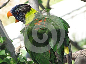 Colorful Lorikeet Bird Squawking  in a Tree