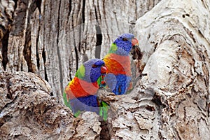 Colorful Lorikeet birds in colorless tree, nature in Australia