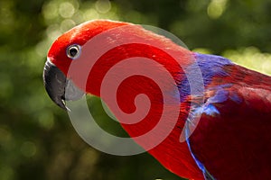Colorful Lory- parrot