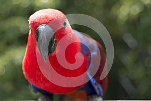 Colorful Lory- parrot