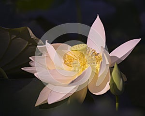 Colorful lotus flower