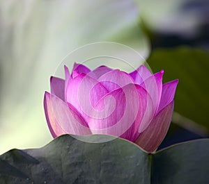 Colorful lotus flower