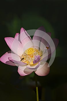 Colorful lotus flower