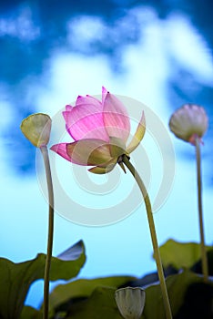 Colorful lotus flower