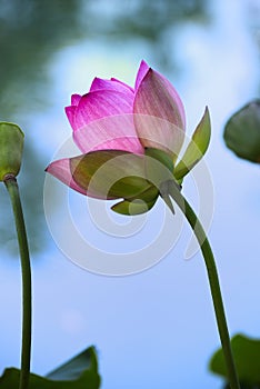 Colorful lotus flower