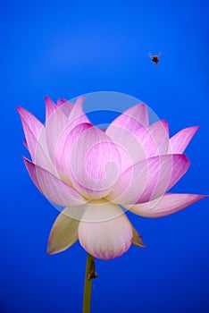 Colorful lotus flower