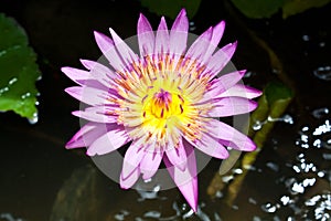 Colorful Lotus Flower