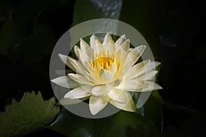 Colorful lotus flower blooming