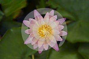 Colorful lotus flower blooming