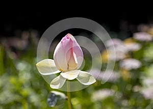 Colorful lotus flower bud in the garden