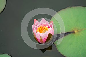 Colorful lotus flower with leaf in water park pond