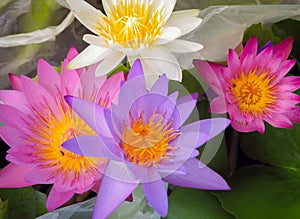 Colorful of lotus flower in morning light