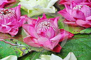 Colorful lotus flower on water for Buddha