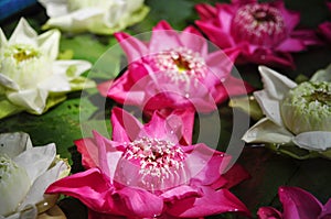 Colorful lotus flower on water for Buddha