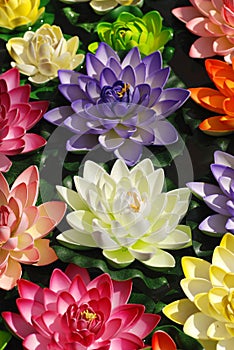 Colorful lotus flowers