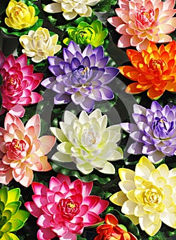 Colorful lotus flowers