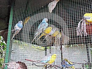 Colorful love birds in a cage in Blossom Hydel Park, Kerala, India