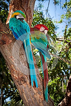 Colorful and loving Ara parrots