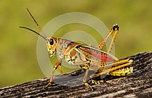 The Colorful Lubber Grasshopper