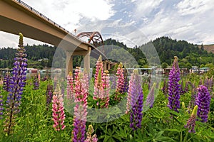 Colorful Lupine Flowers Blooming in Summer in Portland Oregon photo