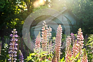 Colorful Lupine on the meadow in front of the old house at sunset. Lupine closeup, flowering legume plants, Fabaceae