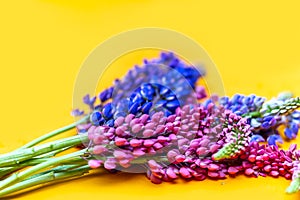 Colorful lupine on yellow background, space for text, top view flatlay