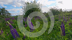 Colorful Lupines Green Field Camera Move 4K UHD