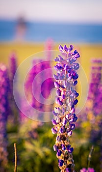Colorful lupines in Prince Edward Island