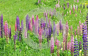 Colorful lupins blooming in a meadow