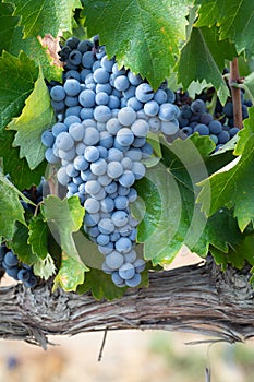 Colorful Lush, Ripe Wine Grapes on the Vine Ready for Harvest