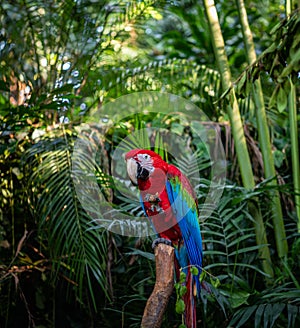Colorful Macaw (Ara) perched on a tropical tree branch in a lush jungle
