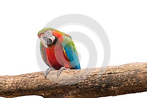 Colorful Macaw aviary on white isolated background