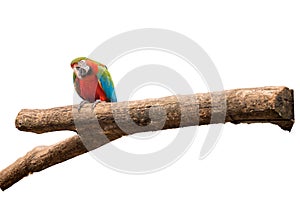 Colorful Macaw aviary on white isolated background