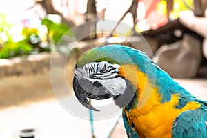 Colorful macaw bird with the angry eye