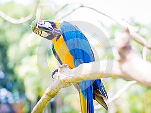 Colorful Macaw Bird Scratching