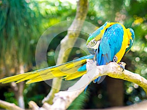 Colorful Macaw Bird Scratching