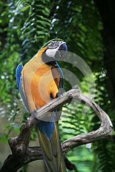 Colorful Macaw bird at tree branch on nature background