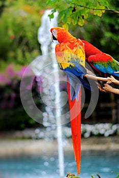 Colorful macaw birds