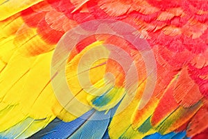 Colorful Macaw Feather