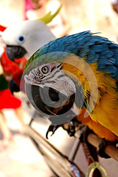 Colorful macaw looking at the camera