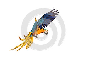 Colorful macaw parrot flying against a white background.