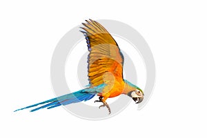 Colorful macaw parrot flying against a white background.
