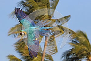 Colorful Macaw parrot flying in the sky. Free flying bird