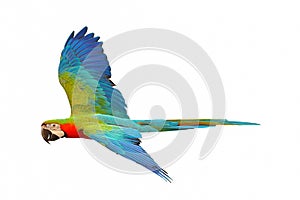 Colorful macaw parrot isolated on white background